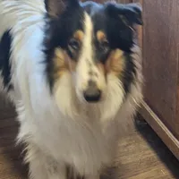 Sophie, a female Collie for sale in Kuna, ID – Photo 8 of 9