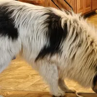 Evan, a male Collie for sale in Kuna, ID – Photo 7 of 10