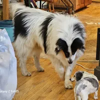 Evan, a male Collie for sale in Kuna, ID – Photo 5 of 10