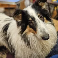 Evan, a male Collie for sale in Kuna, ID – Photo 3 of 10