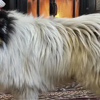 Evan, a male Collie for sale in Kuna, ID – Photo 6 of 10