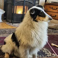 Evan, a male Collie for sale in Kuna, ID – Photo 4 of 10