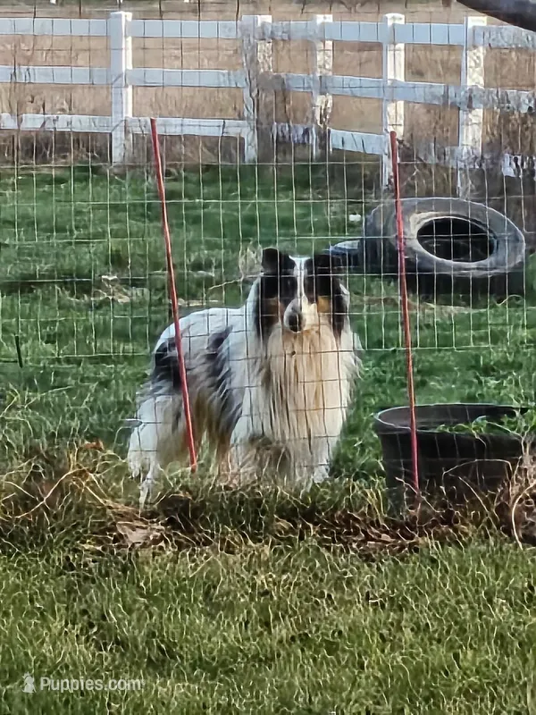 Evan – Collie puppy for sale in Kuna, ID