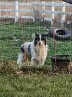 Evan, a male Collie for sale in Kuna, ID – Photo 1 of 10