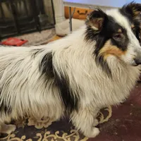 Evan, a male Collie for sale in Kuna, ID – Photo 2 of 10