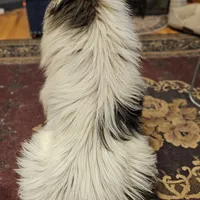 Evan, a male Collie for sale in Kuna, ID – Photo 9 of 10