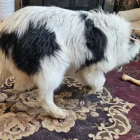 Evan, a male Collie for sale in Kuna, ID – Photo 10 of 10