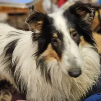 Evan, a male Collie for sale in Kuna, ID – Photo 8 of 10