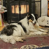 Buddy, a male Collie for sale in Kuna, ID – Photo 2 of 8