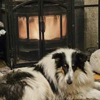 Buddy, a male Collie for sale in Kuna, ID – Photo 6 of 8