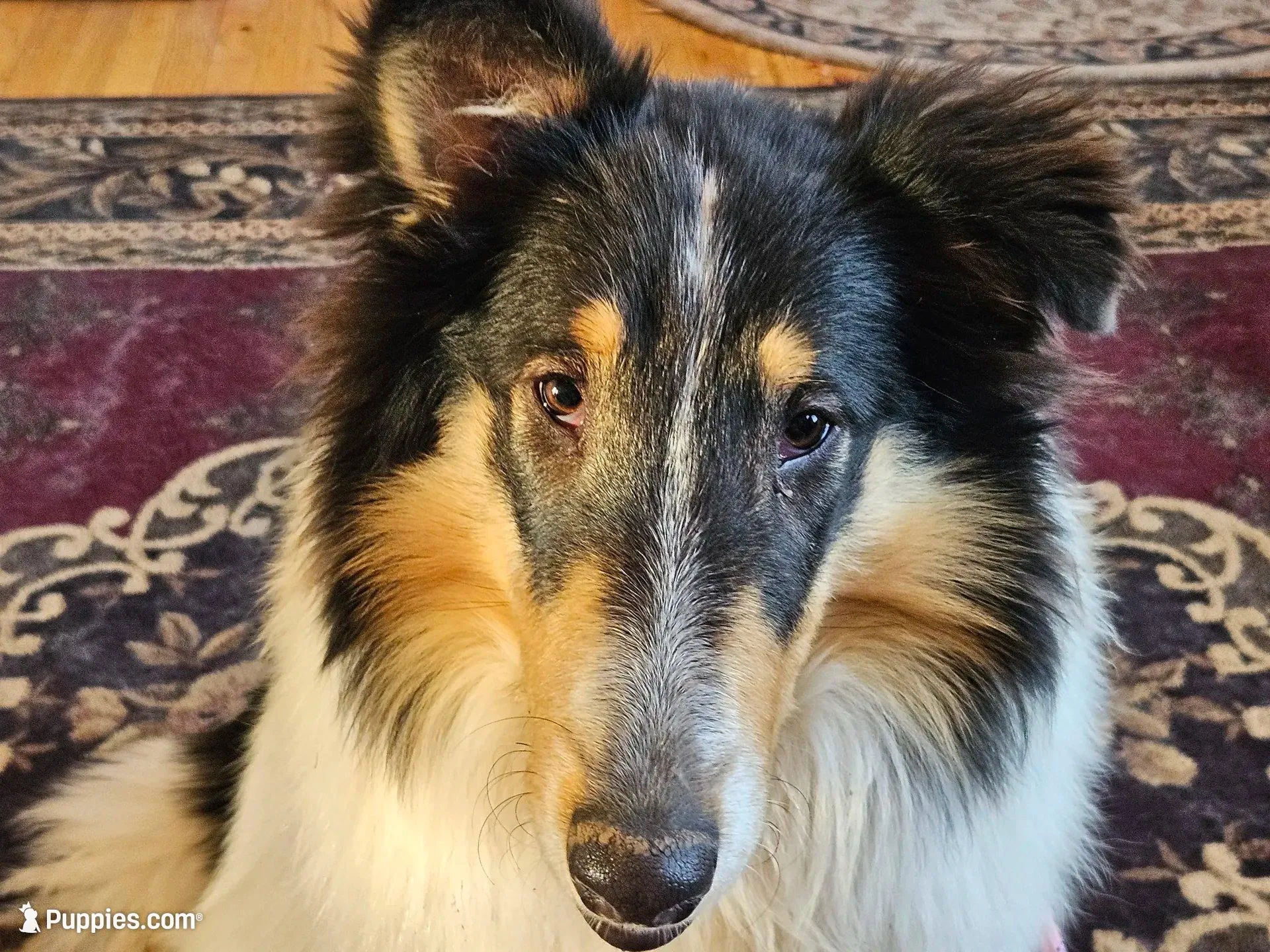 Buddy – Collie puppy for sale in Kuna, ID