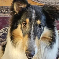 Buddy, a male Collie for sale in Kuna, ID – Photo 3 of 8