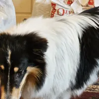 Buddy, a male Collie for sale in Kuna, ID – Photo 5 of 8