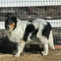 Buddy, a male Collie for sale in Kuna, ID – Photo 1 of 8