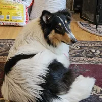 Buddy, a male Collie for sale in Kuna, ID – Photo 7 of 8