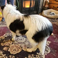 Buddy, a male Collie for sale in Kuna, ID – Photo 4 of 8