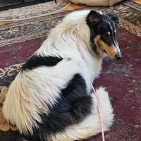 Buddy, a male Collie for sale in Kuna, ID – Photo 8 of 8