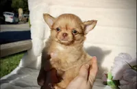 Jax, a male Chihuahua for sale in San Jose, CA – Photo 7 of 10