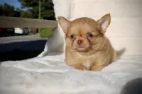 Jax, a male Chihuahua for sale in San Jose, CA – Photo 9 of 10