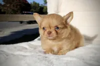 Jax, a male Chihuahua for sale in San Jose, CA – Photo 8 of 10