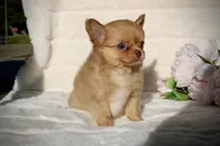 Jax, a male Chihuahua for sale in San Jose, CA – Photo 6 of 10