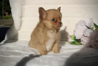 Jax, a male Chihuahua for sale in San Jose, CA – Photo 4 of 10