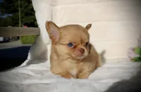 Jax, a male Chihuahua for sale in San Jose, CA – Photo 1 of 10