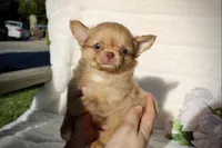 Jax, a male Chihuahua for sale in San Jose, CA – Photo 5 of 10