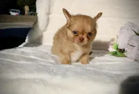 Jax, a male Chihuahua for sale in San Jose, CA – Photo 2 of 10