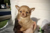 Jax, a male Chihuahua for sale in San Jose, CA – Photo 10 of 10