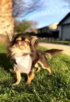 Hugo, a male Chihuahua for sale in San Jose, CA – Photo 3 of 5