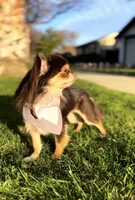 Hugo, a male Chihuahua for sale in San Jose, CA – Photo 2 of 5