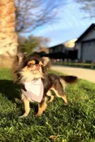 Hugo, a male Chihuahua for sale in San Jose, CA – Photo 1 of 5