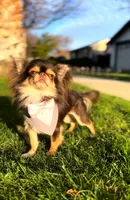 Hugo, a male Chihuahua for sale in San Jose, CA – Photo 4 of 5