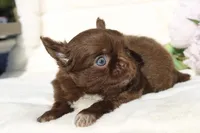 Zena, a female Chihuahua for sale in San Jose, CA – Photo 2 of 9