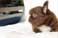 Zena, a female Chihuahua for sale in San Jose, CA – Photo 7 of 9