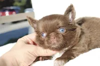 Zena, a female Chihuahua for sale in San Jose, CA – Photo 1 of 9