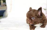 Zena, a female Chihuahua for sale in San Jose, CA – Photo 4 of 9