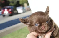 Zena, a female Chihuahua for sale in San Jose, CA – Photo 3 of 9