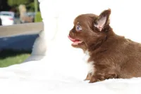 Zena, a female Chihuahua for sale in San Jose, CA – Photo 9 of 9