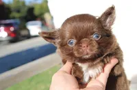 Zena, a female Chihuahua for sale in San Jose, CA – Photo 6 of 9