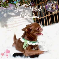 Mary, a female Chihuahua for sale in San Jose, CA – Photo 3 of 3