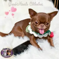 Mary, a female Chihuahua for sale in San Jose, CA – Photo 1 of 3