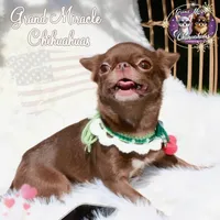 Mary, a female Chihuahua for sale in San Jose, CA – Photo 2 of 3
