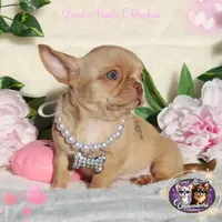 Odyssey, a female Chihuahua for sale in San Jose, CA – Photo 1 of 10