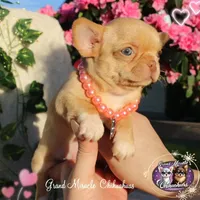 Odyssey, a female Chihuahua for sale in San Jose, CA – Photo 5 of 10