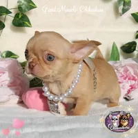 Odyssey, a female Chihuahua for sale in San Jose, CA – Photo 6 of 10