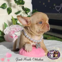 Odyssey, a female Chihuahua for sale in San Jose, CA – Photo 9 of 10