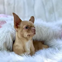 Odyssey, a female Chihuahua for sale in San Jose, CA – Photo 3 of 10