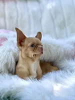 processed/6eb4f9be-378b-41a8-a4e7-508ff56ef2a6/listing/2bd155d7-ed27-4486-bbf0-ab841b330020/59c19d37-9815-40d0-ab84-51fc59c36c48